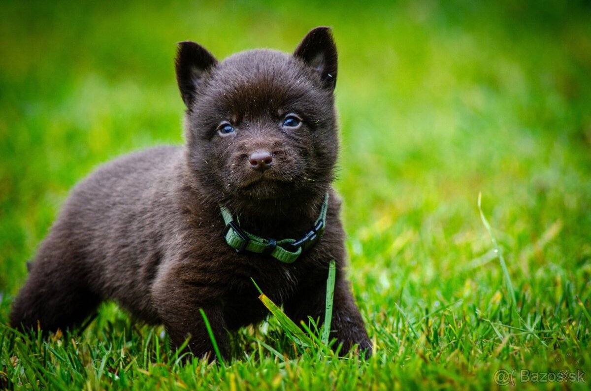 Australská kelpia - 4