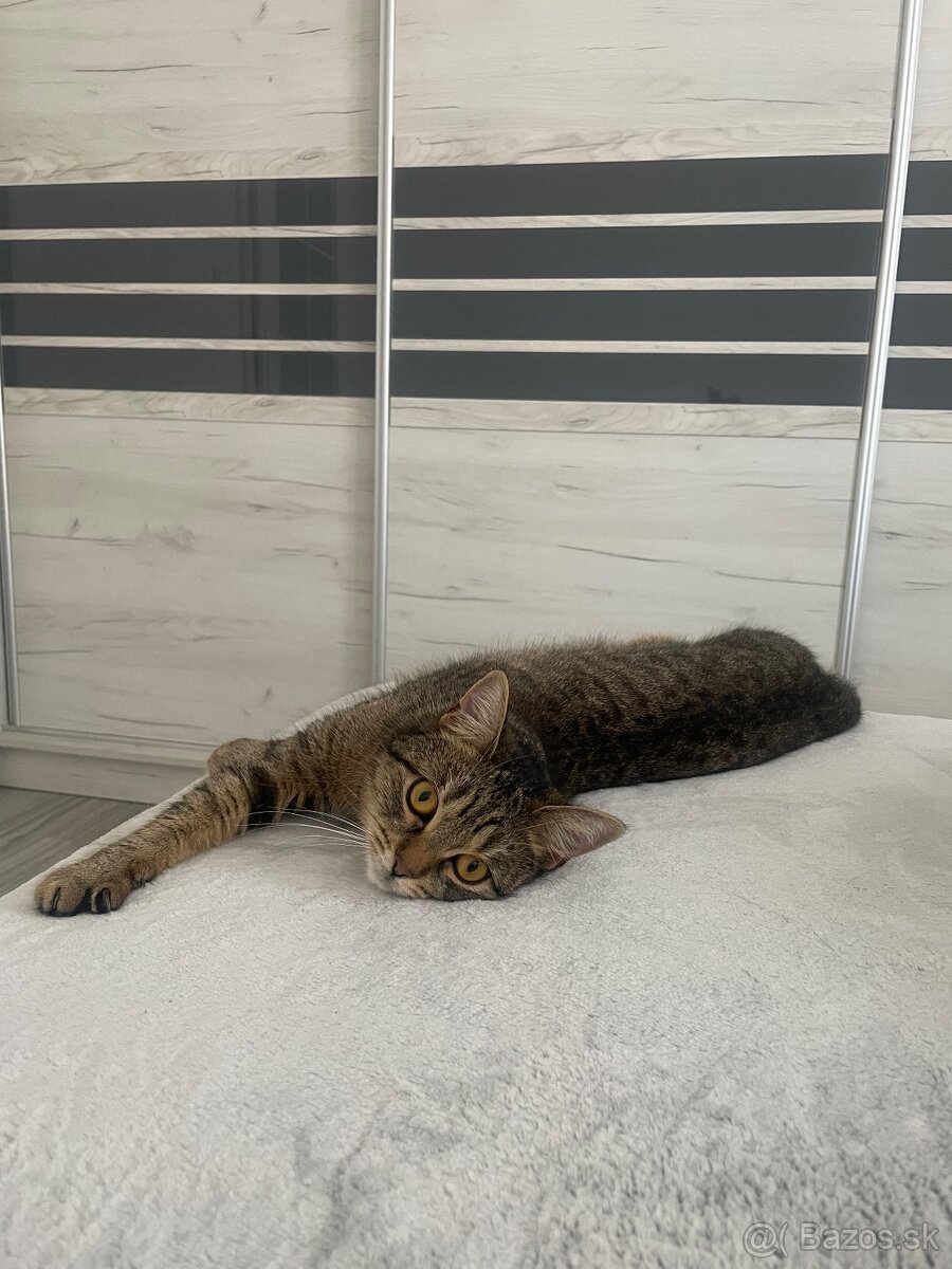 Perzské mačičky - 4