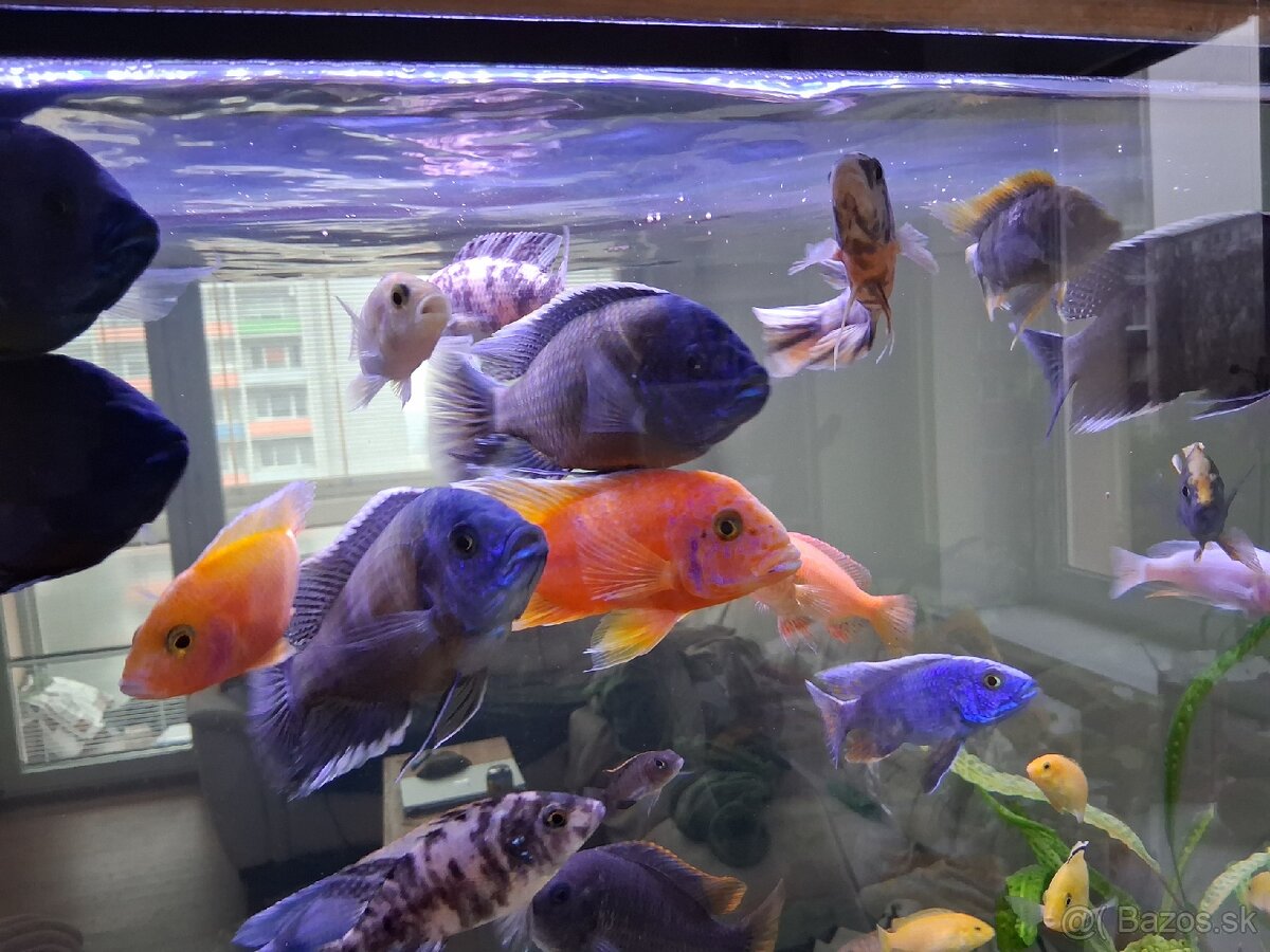 Ryby africke cichlidy - 4
