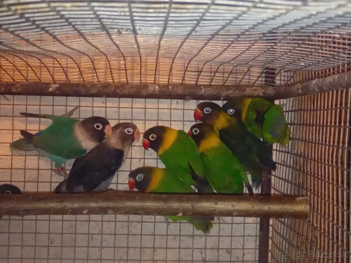 Agapornisy škraboškove - 4