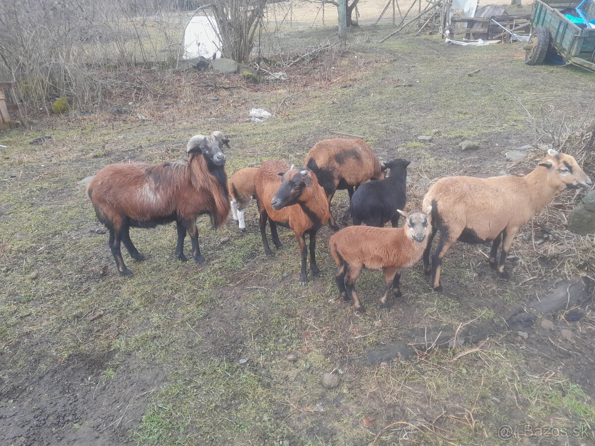Predám vymením Barana Kamerun. - 4
