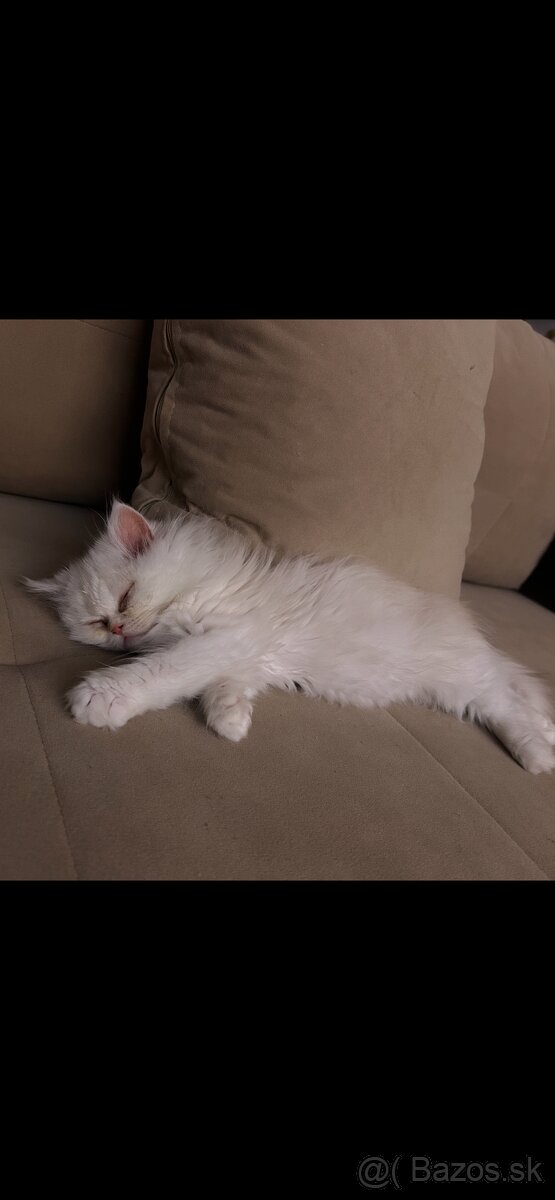 Perzské mačiatko - perzský kocúrik - 4