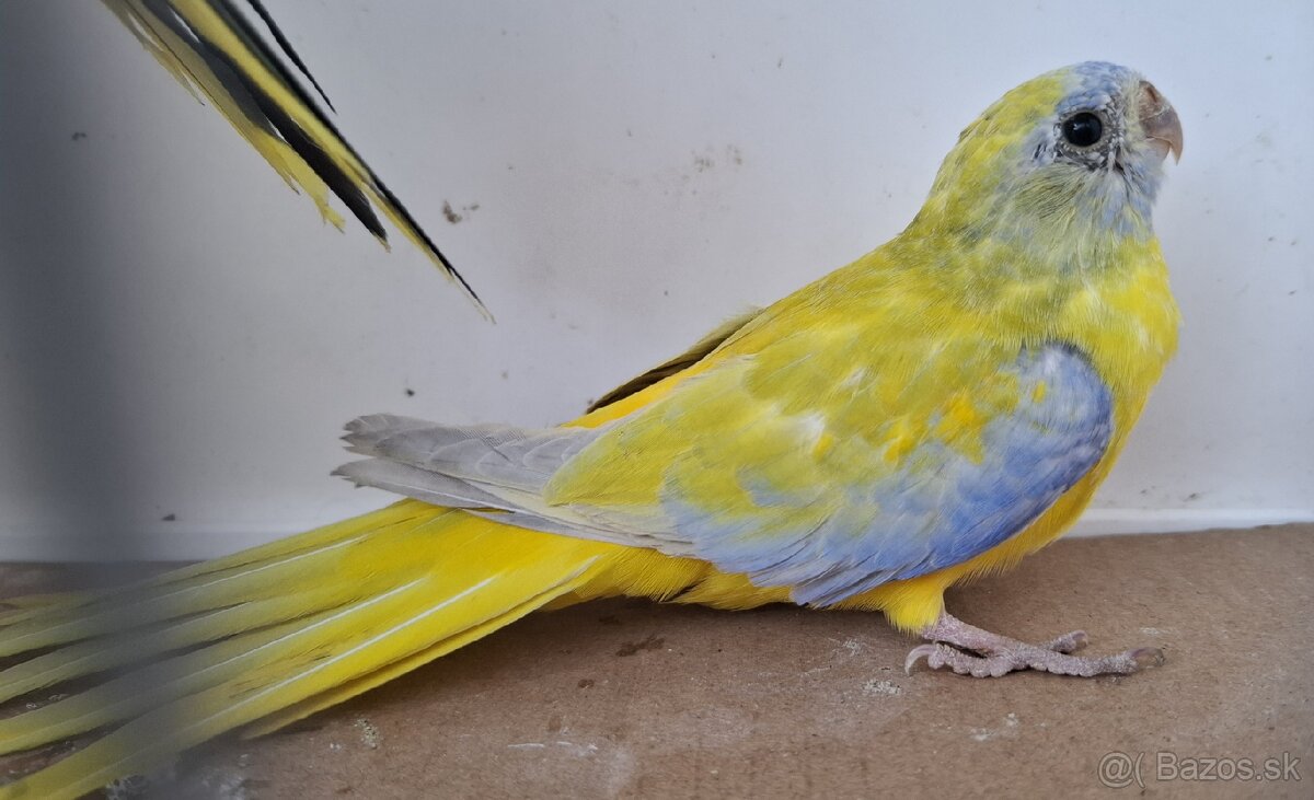 Neoféma tyrkysová žltobruchá - 4