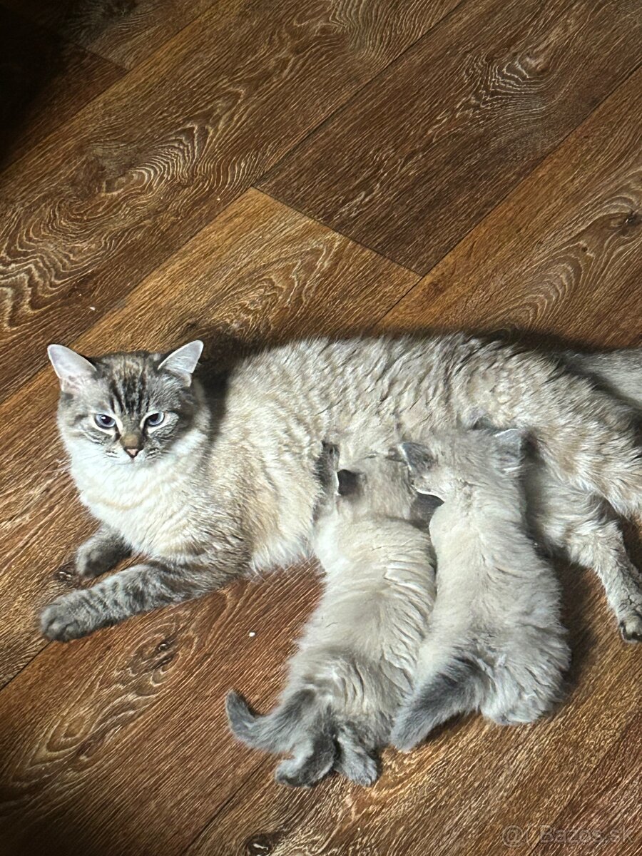 Predám mačiatka ragdoll - 4