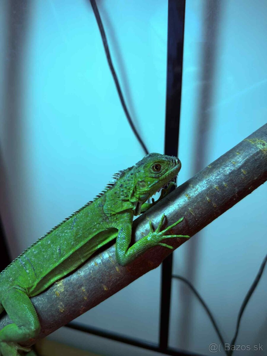 🦎 Predám leguána zeleného - 4
