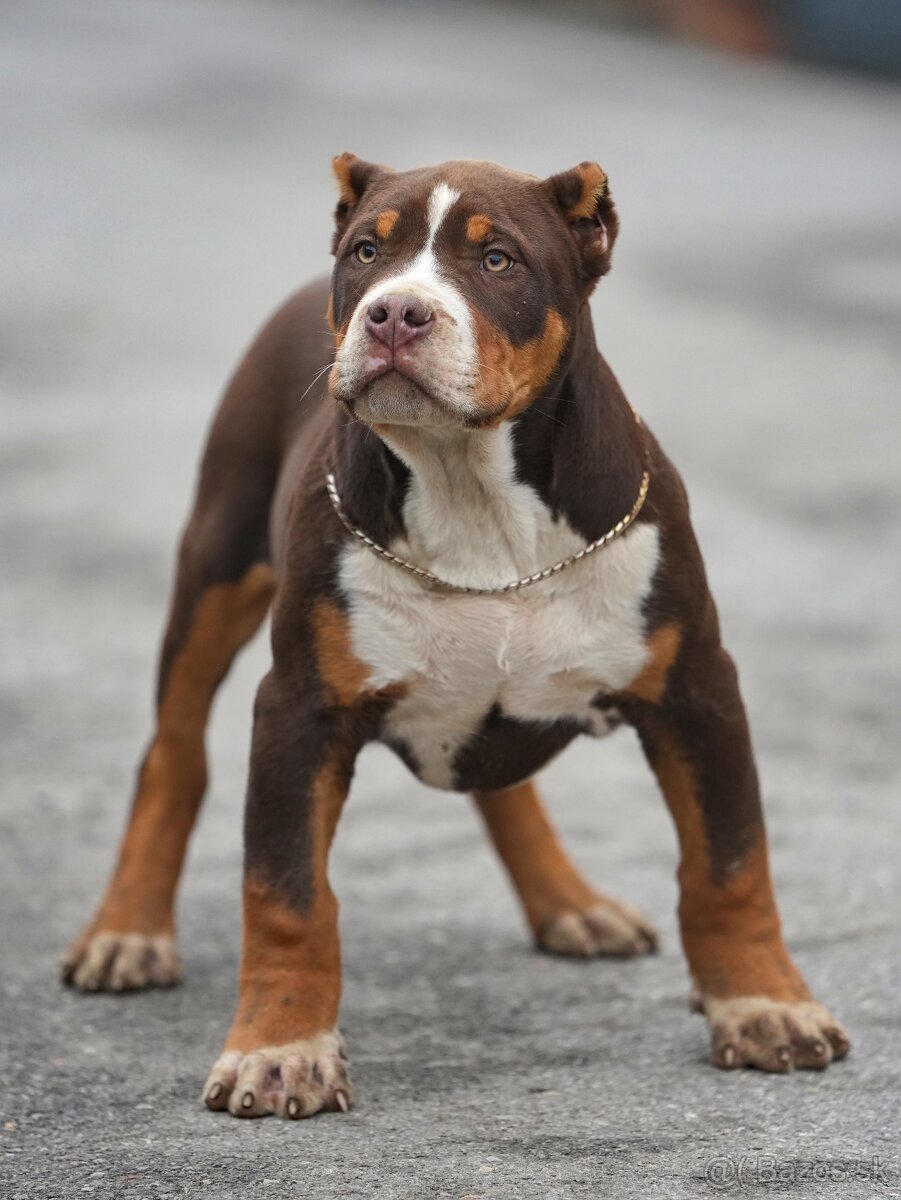 American Bully XL/XXL - 4