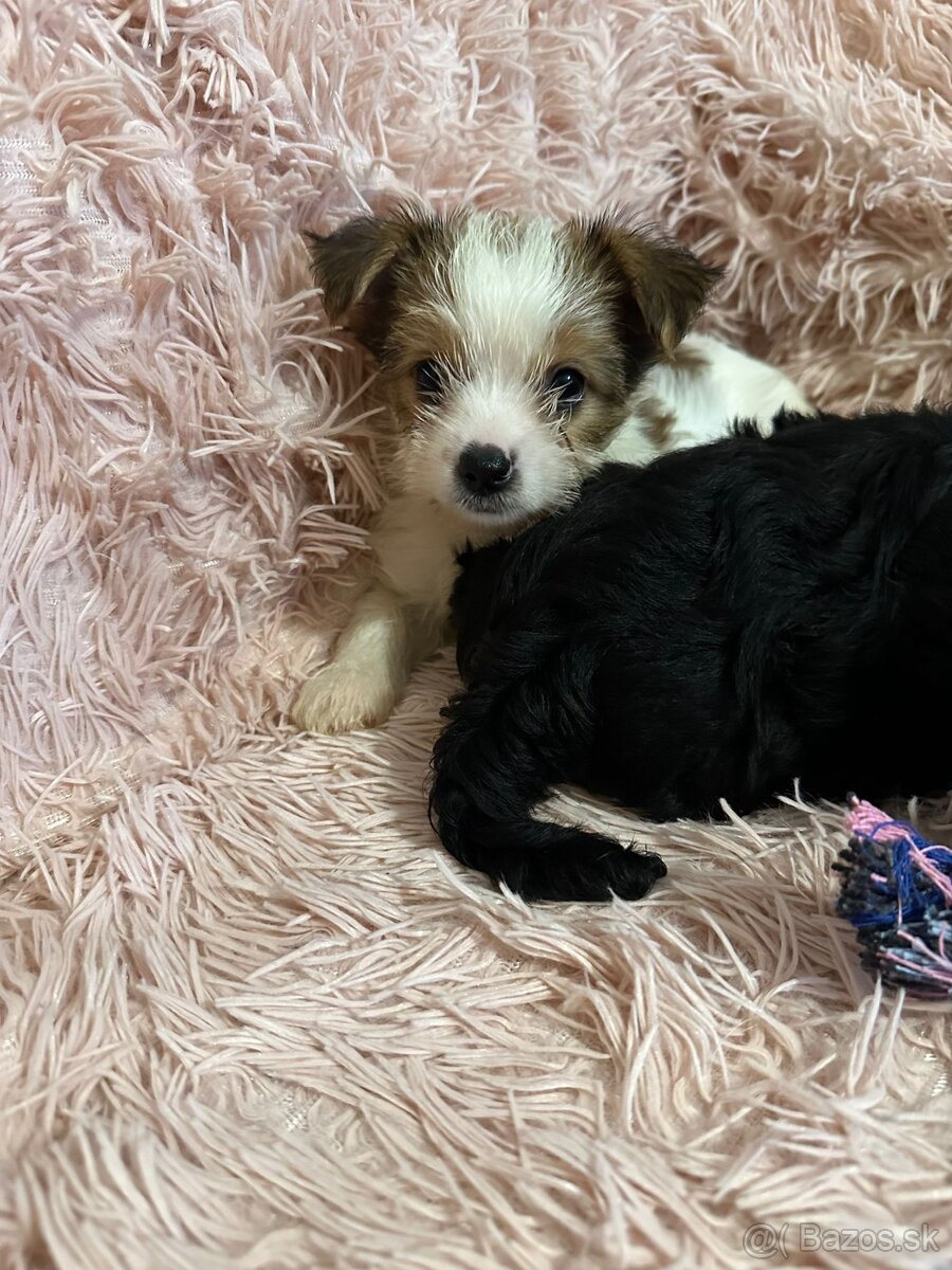 Yorkshirsky termín - 4