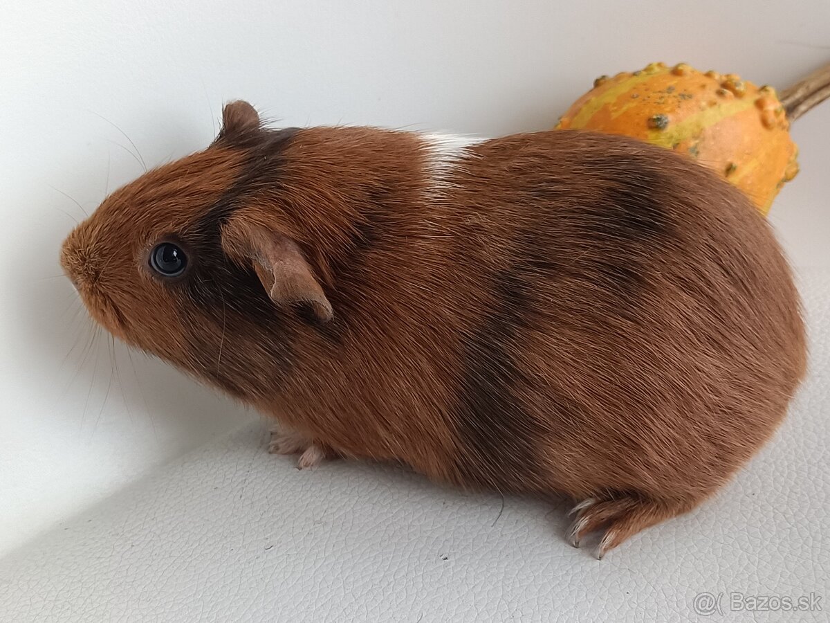 Morské prasiatka - 4