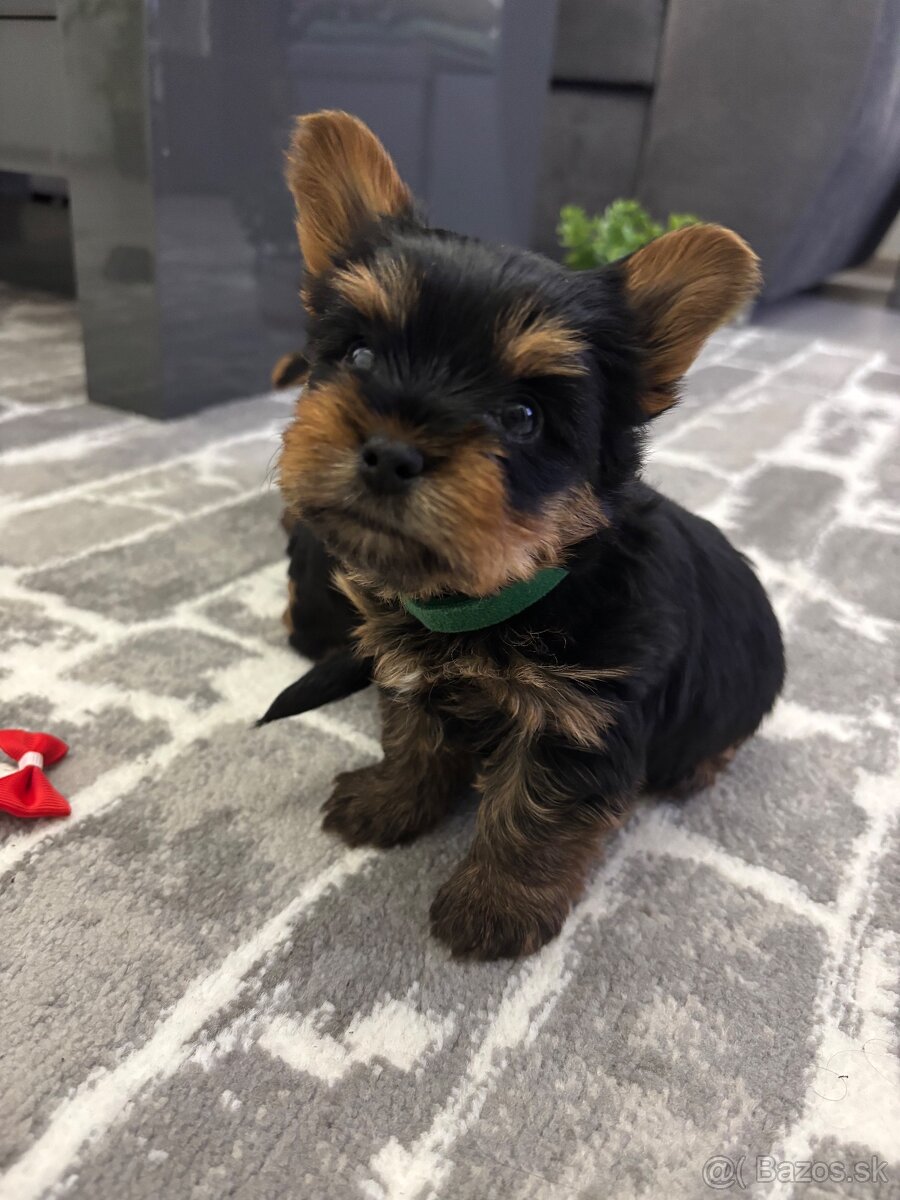 Yorkshirsky terie - 4