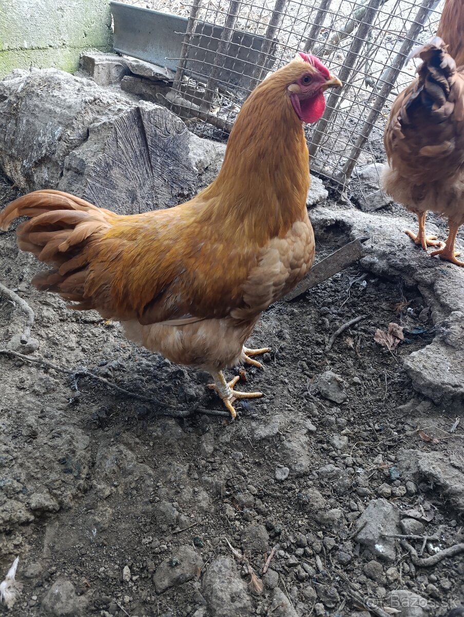 Oravka žítohnedá - 4