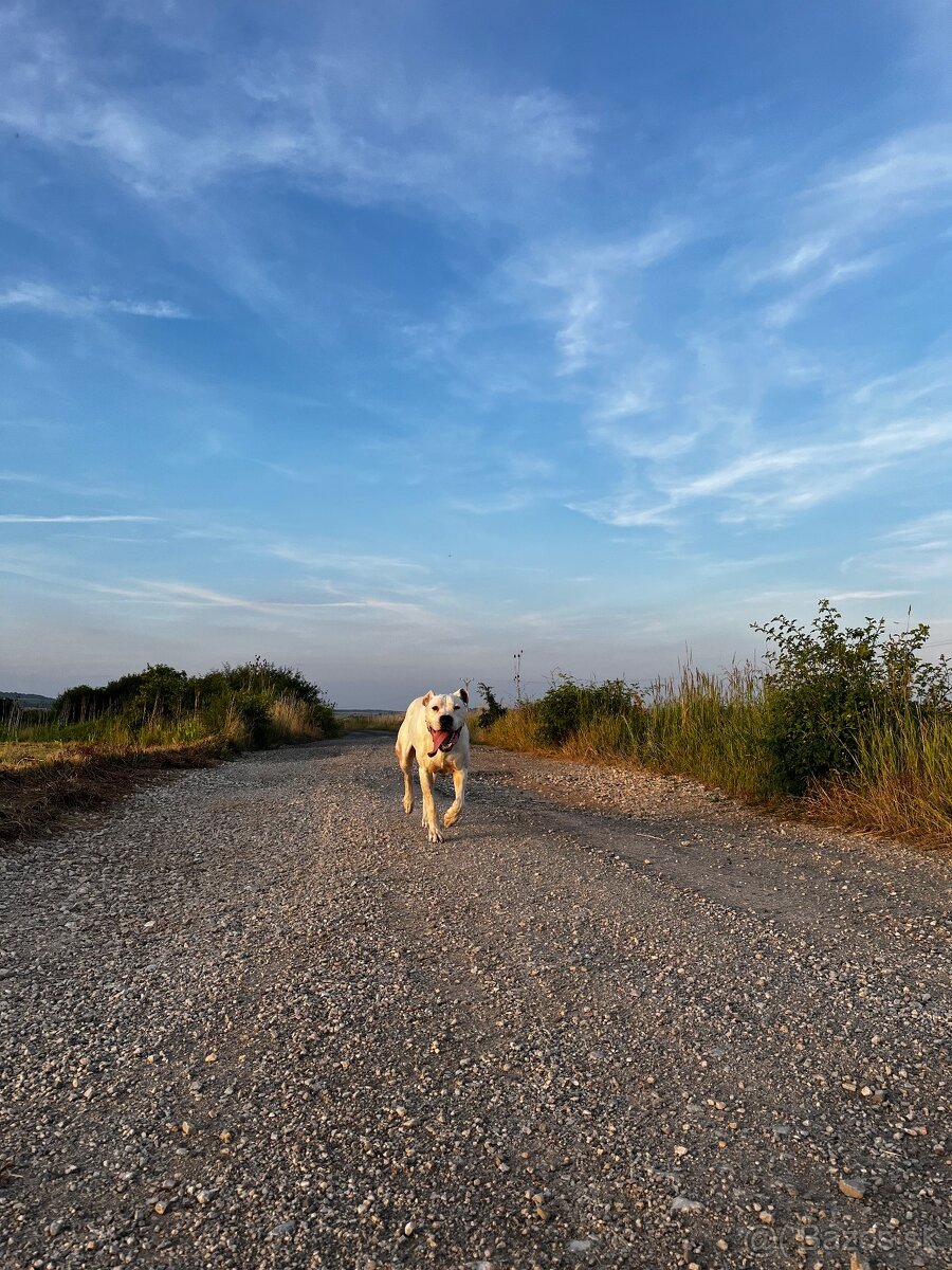 Ponúkam na krytie. - 4
