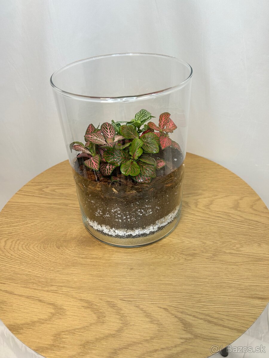 Rastlinné teráriá - 4