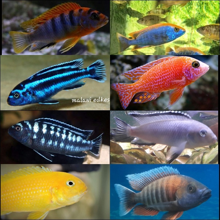 Cichlidy - 4