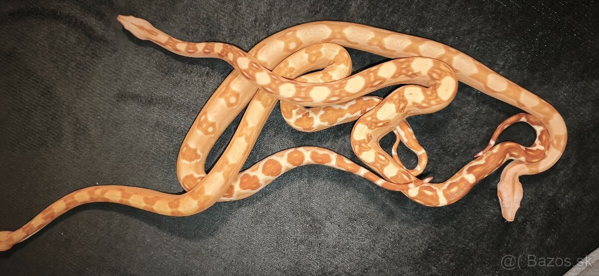 Velhad kralovsky sunglow - 4