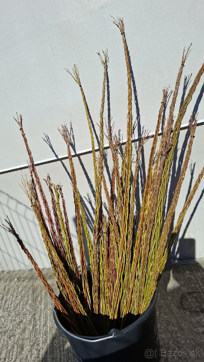 Šibák , korbáč - 4