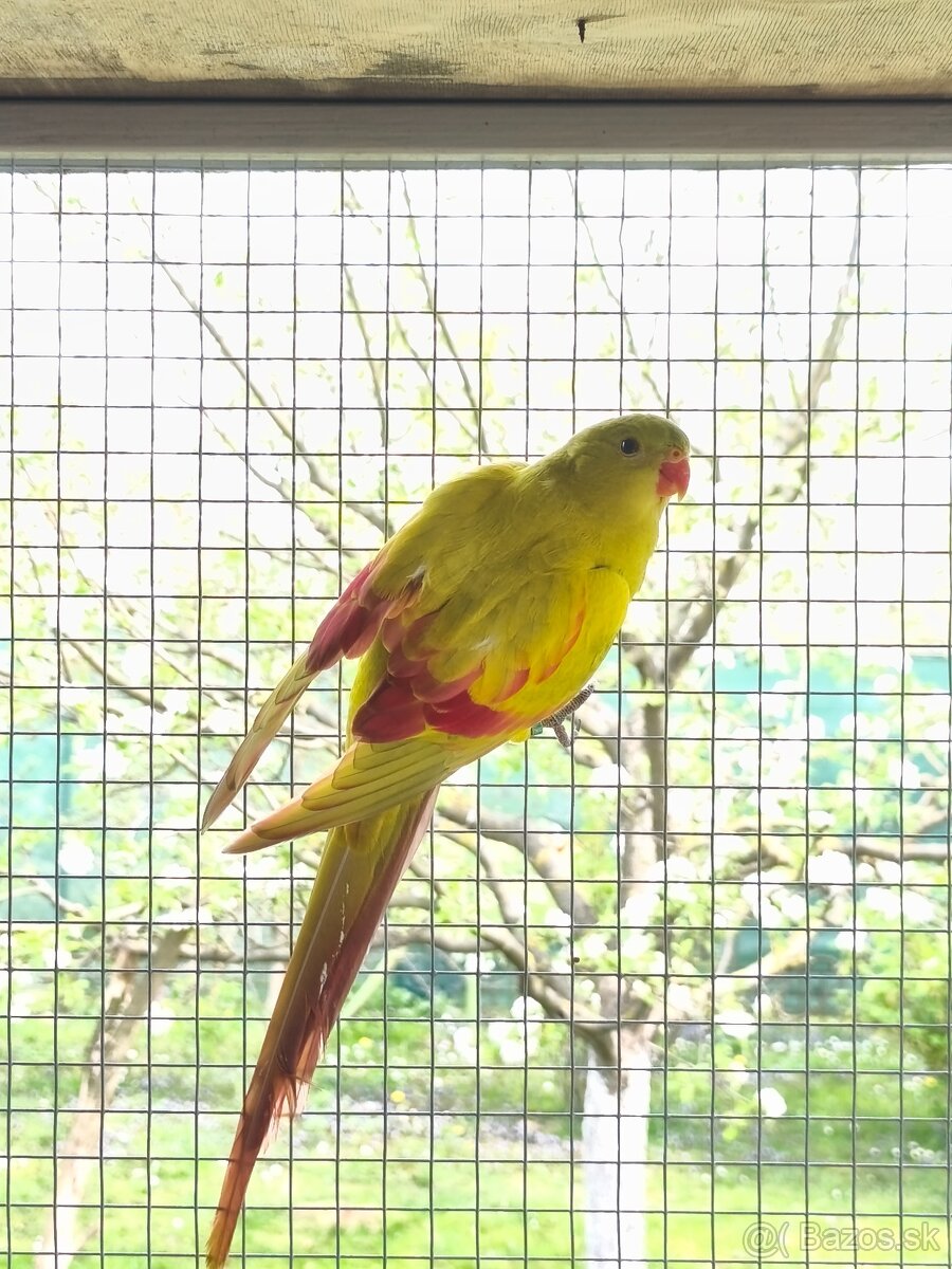 Papagáj horský - 4