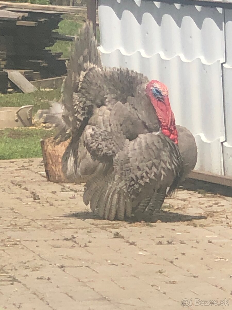 Morka Česká šedá bielolemovaná predaj - 4