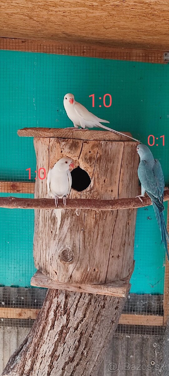 Alexander maly,papagaj horsky - 4