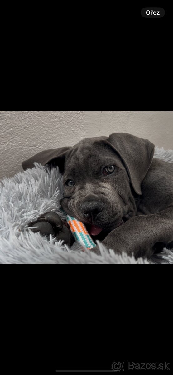 Cane corso s PP - 4