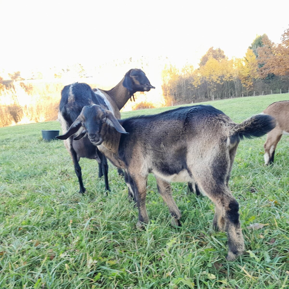 Podielova AN koza , capko - 4