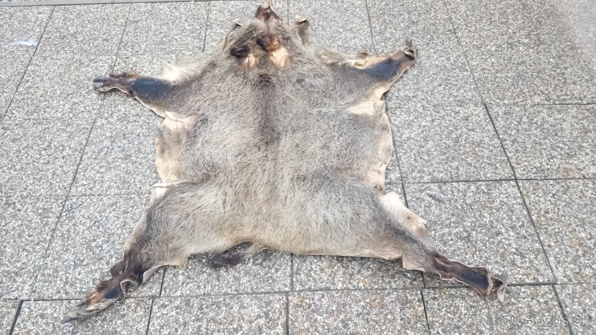 Trofeje, parohy, preparaty - 4