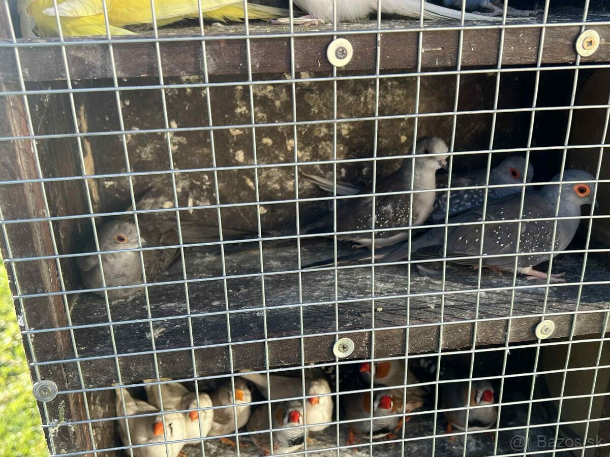 Andulky,zebricky,holubky diamantove - 4