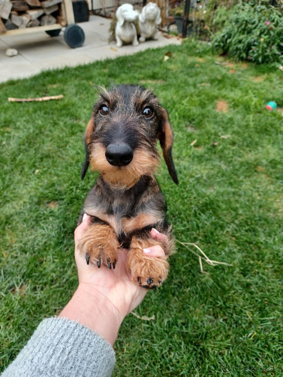 Jazvečík hrubosrstý trpasličí - králičí s PP - 4