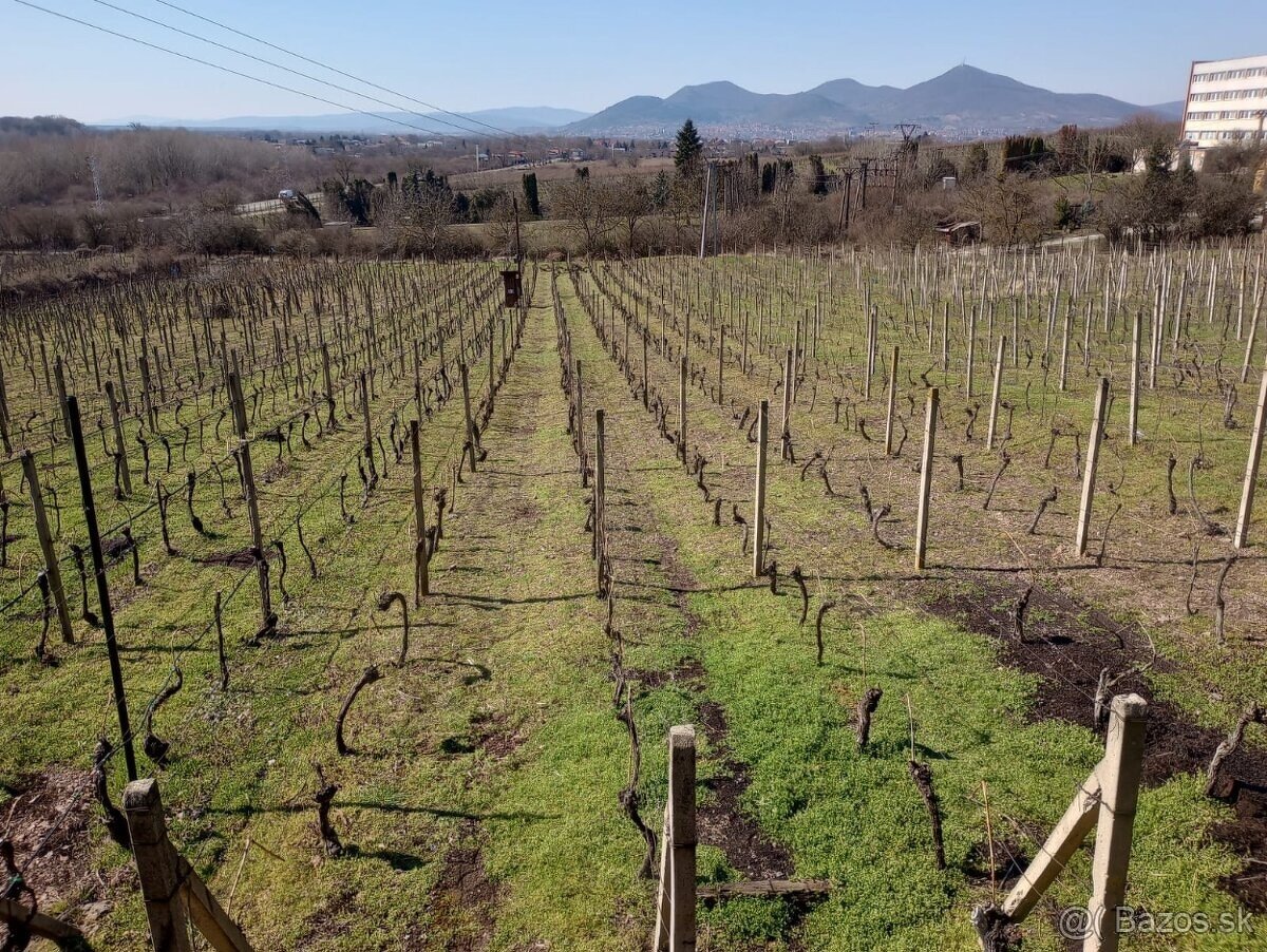 Vinohrad s chatou a 2 pivnicami v Tokajskej oblasti - 4