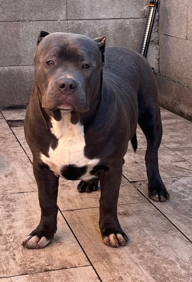 American Bully - 4