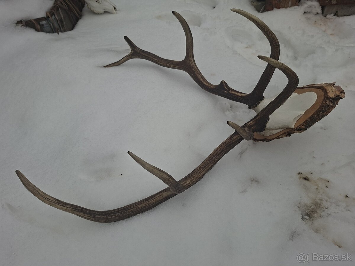 Parohy,zhody,trofej,dekoracia - 4