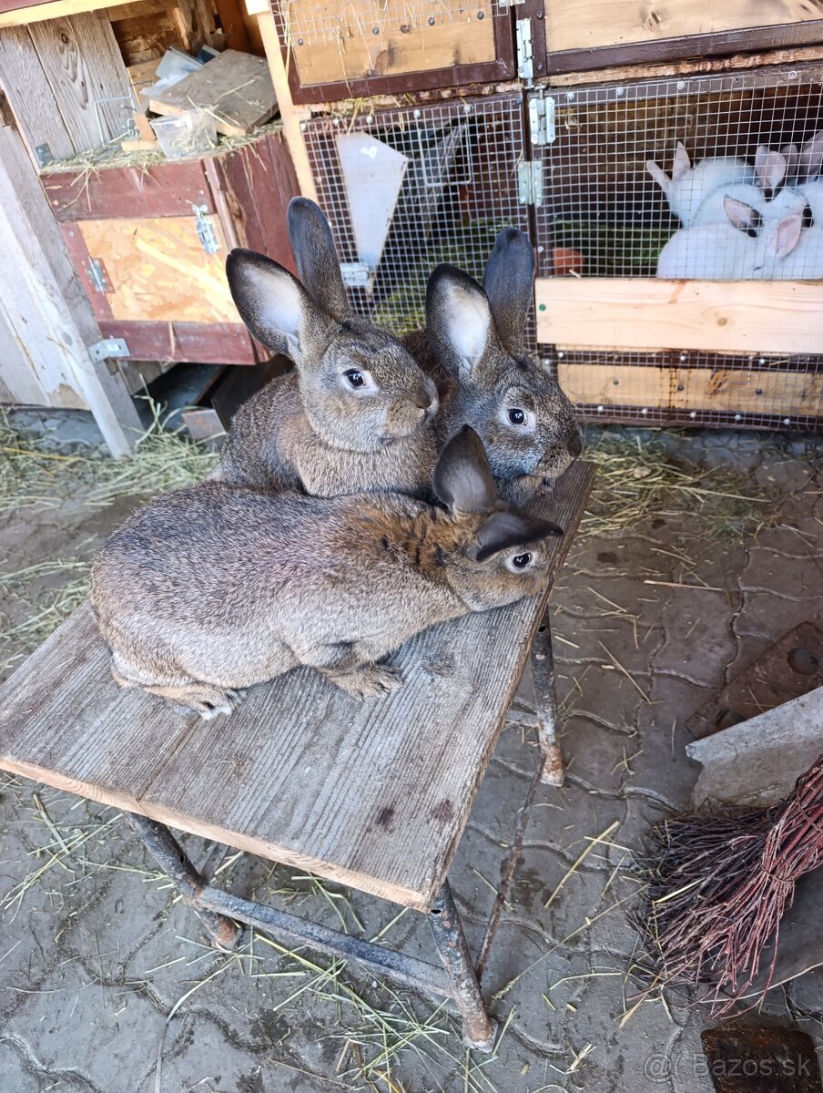 Predám králiky - 4
