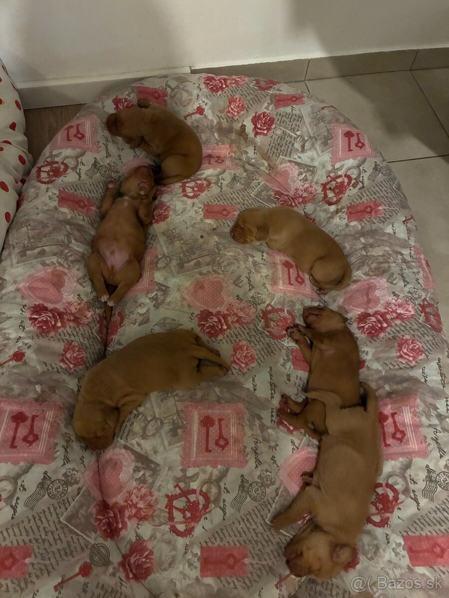 ŠTENIATKA MAĎARSKEJ VIZLY NA PREDAJ – narodené 22.10. - 4