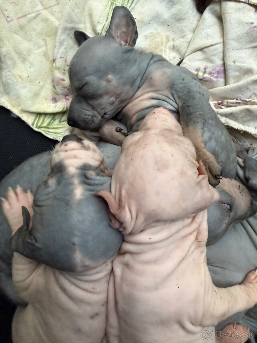 Americky bezsrsty terier - 4