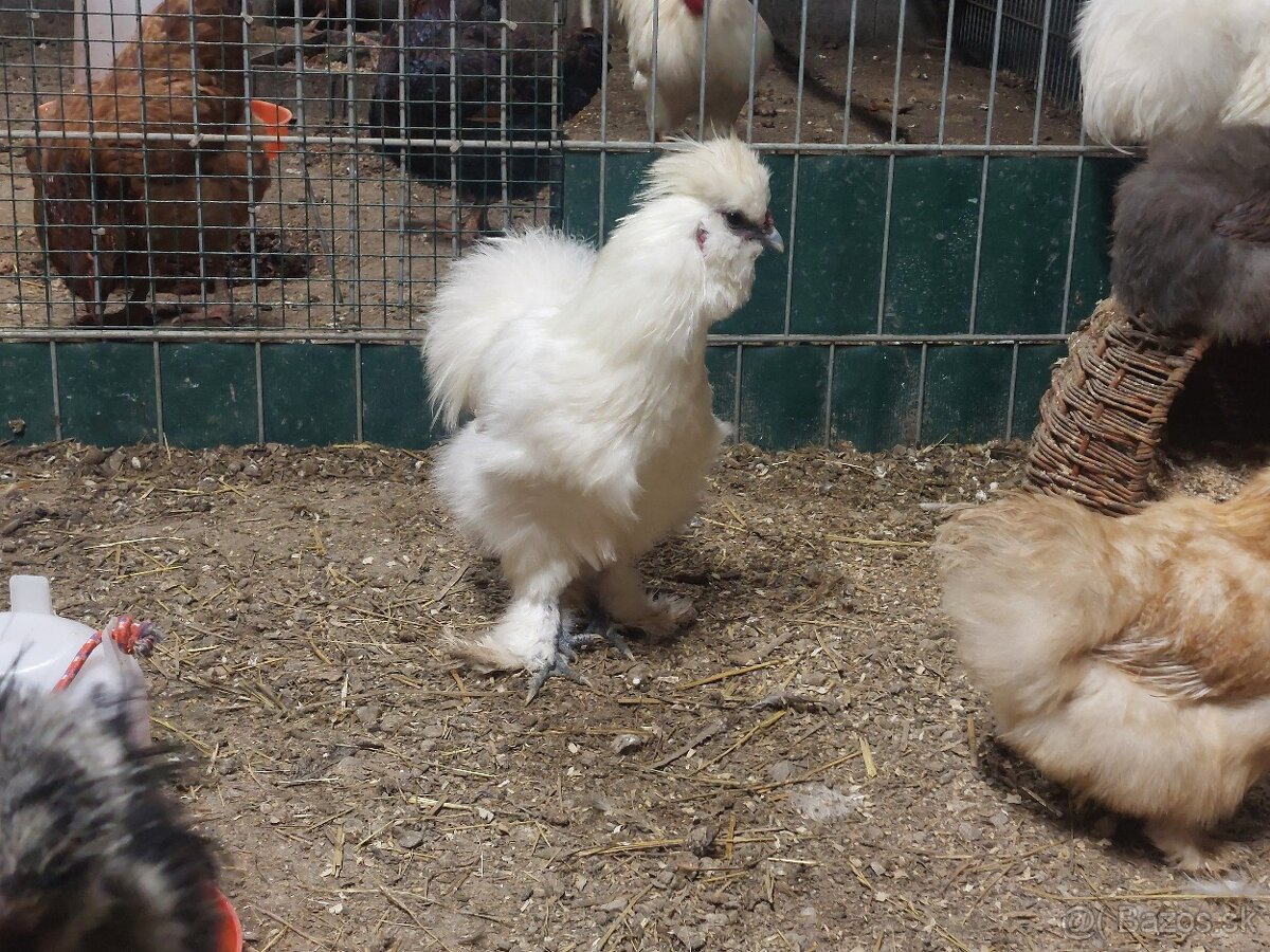 Hodvabnicka kohuty- 3 farby - 4