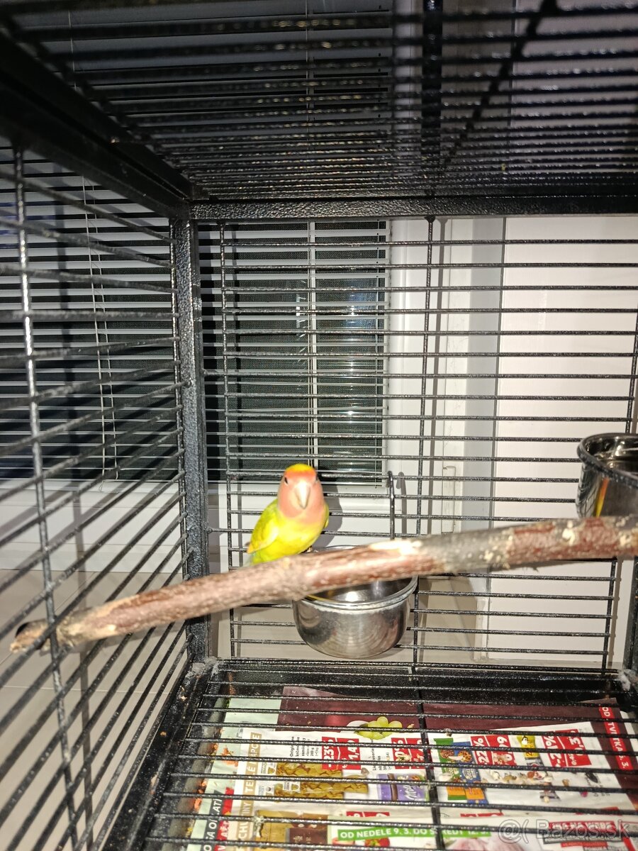 Agapornis ružovohrdlý 2025 - 4