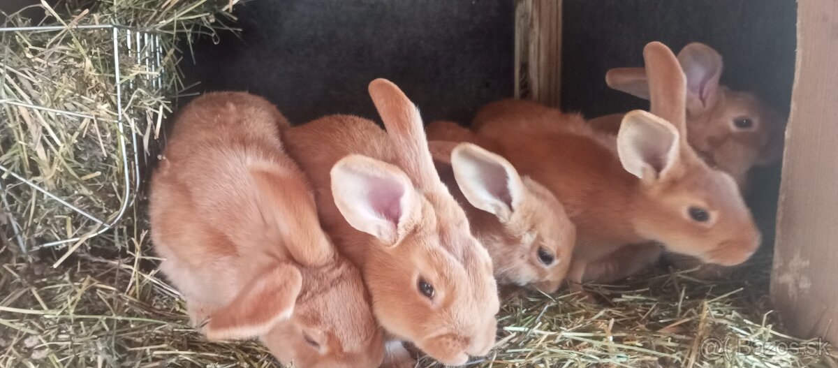 Predám burgundskeho samca - 4