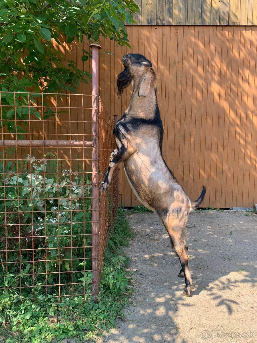 Predám plemenného 100% AN CAPA ZAHRA’S - 4