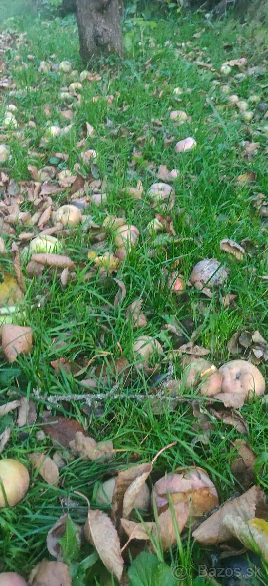 jablka samozber cadca - cerstvo napadane, mušt, liehovina - 4
