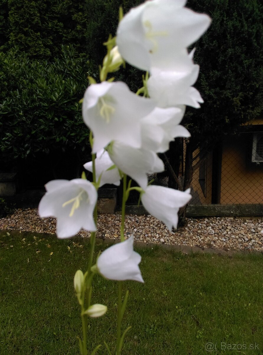 Zvonček broskyňolistý - 4