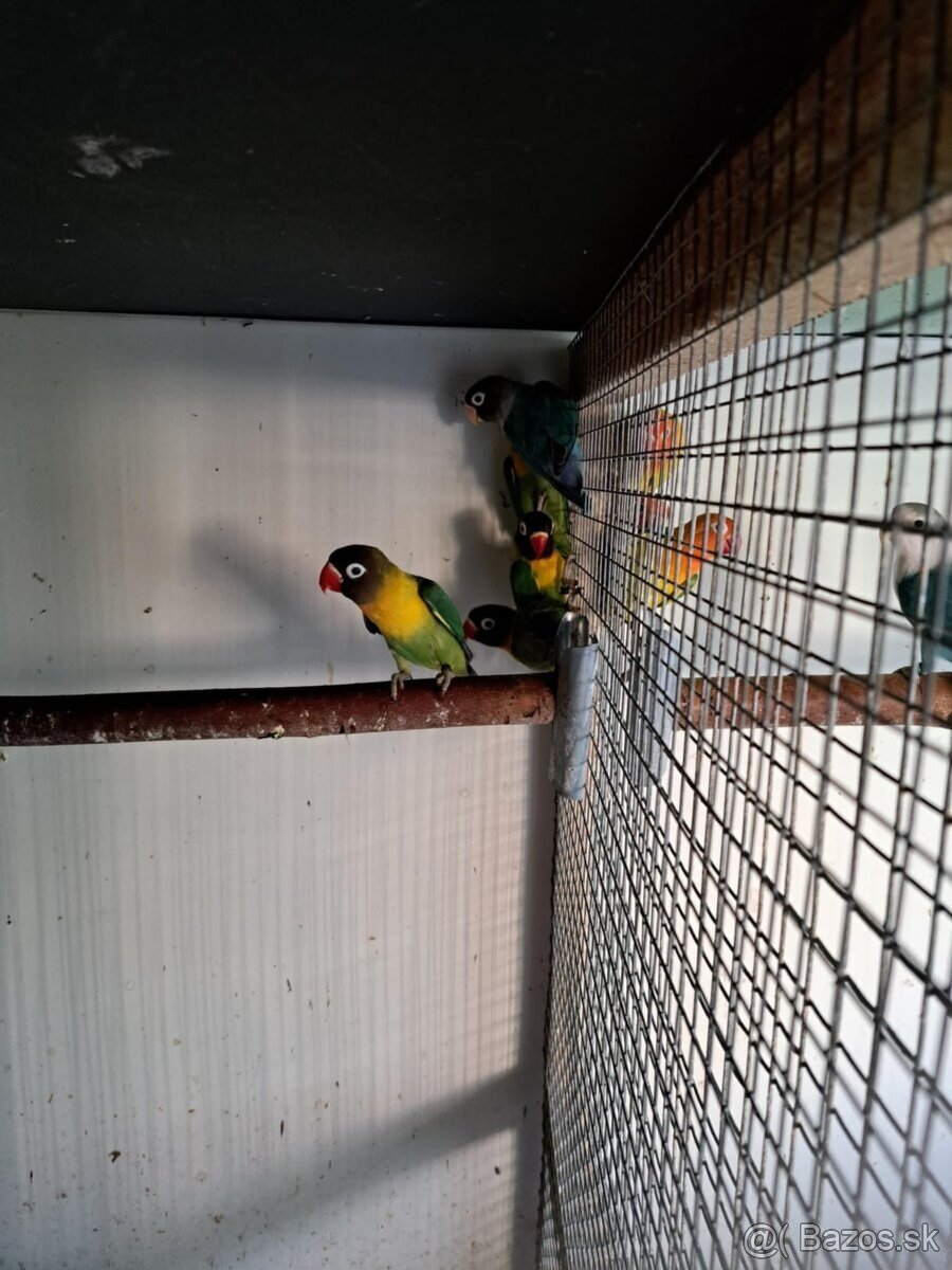 2025-Agapornis škraboškový Samček aj Samička. - 4