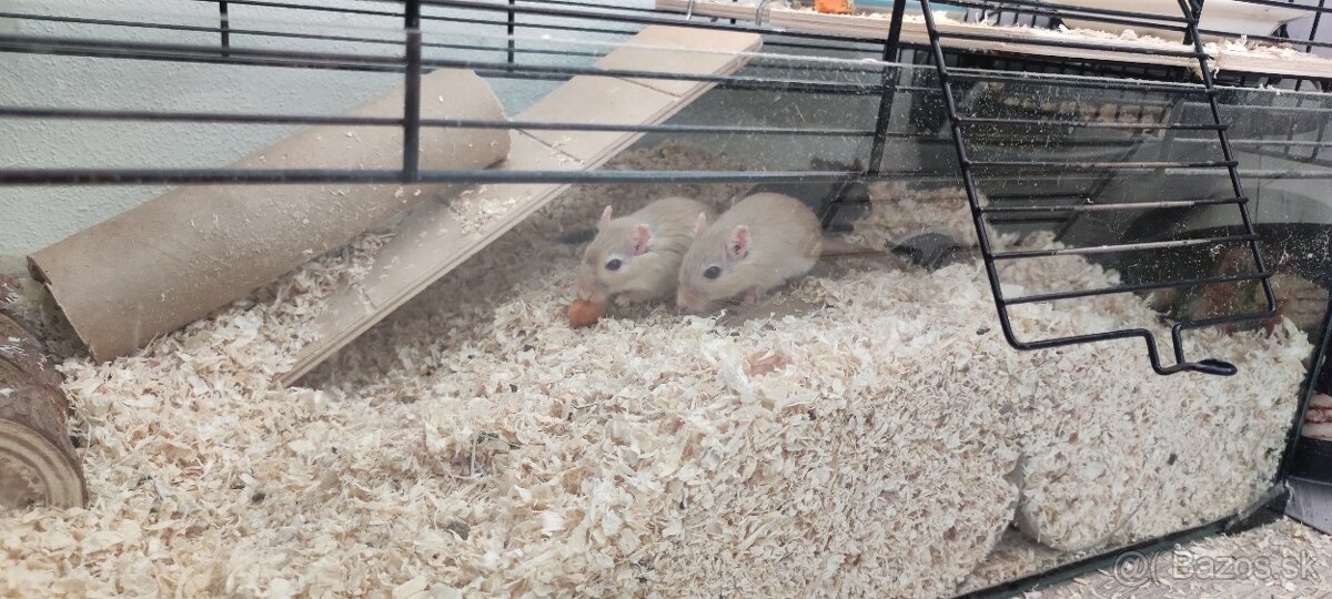 Predám pieskomily - 4