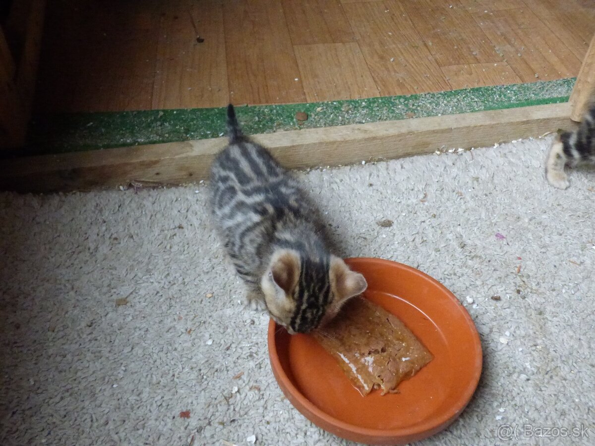 PONUKAM K ODBERU BENGALSKE MACIATKA - 4