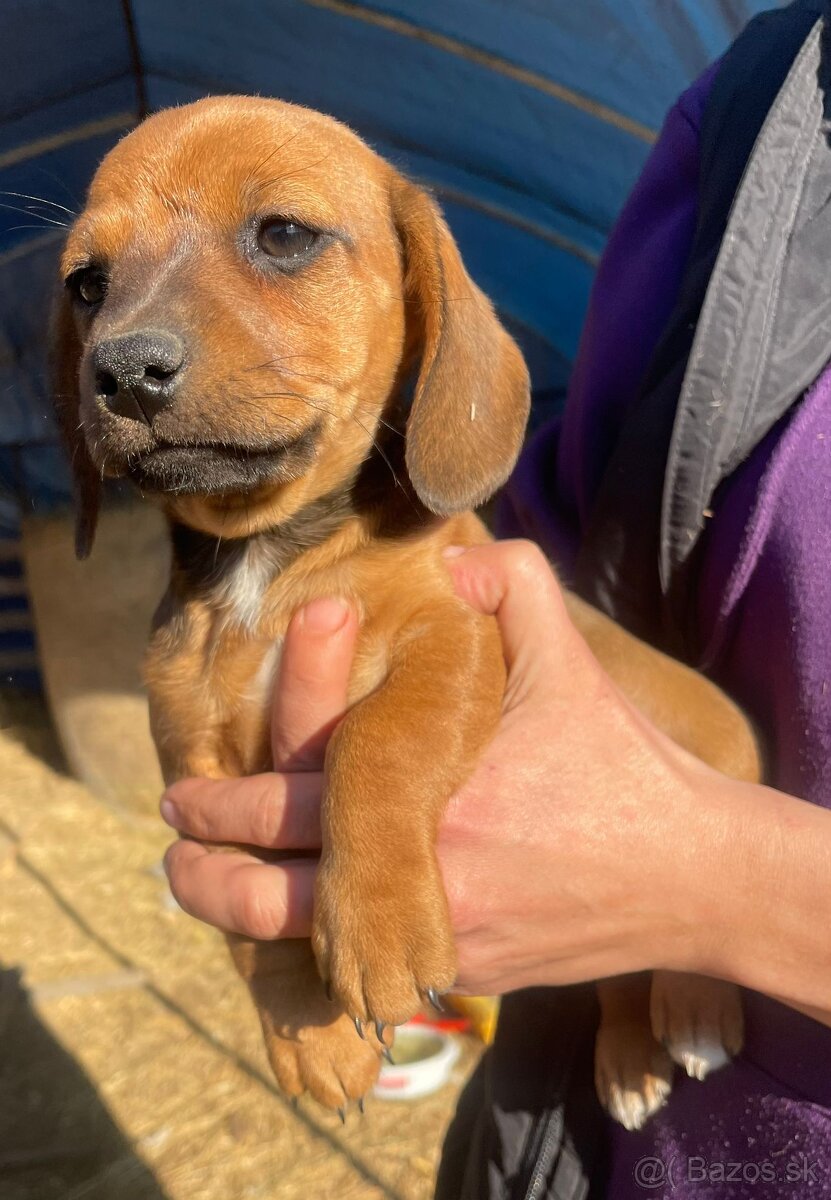 Jazvečík krátkosrstý - 4