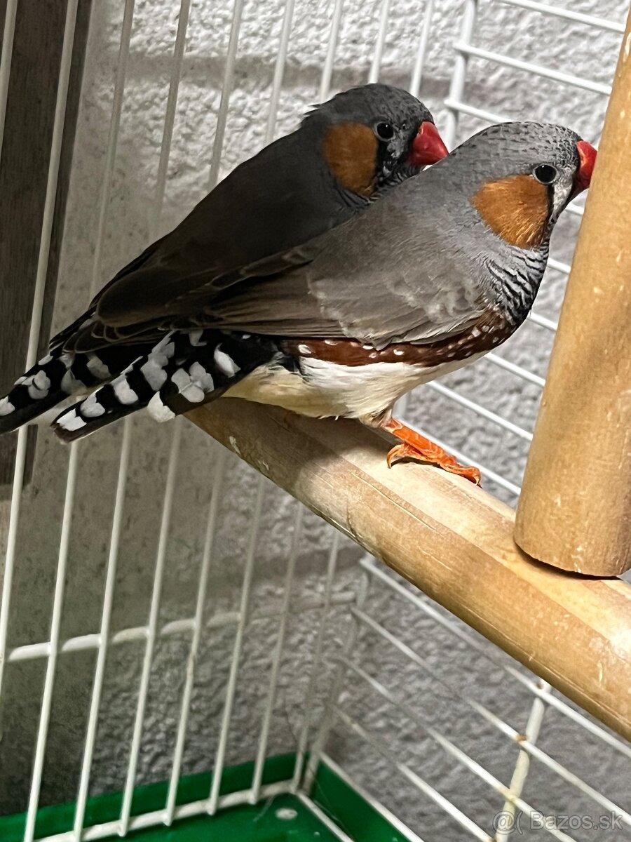 Predám 3ks samčekov zebrička austrálska. - 4