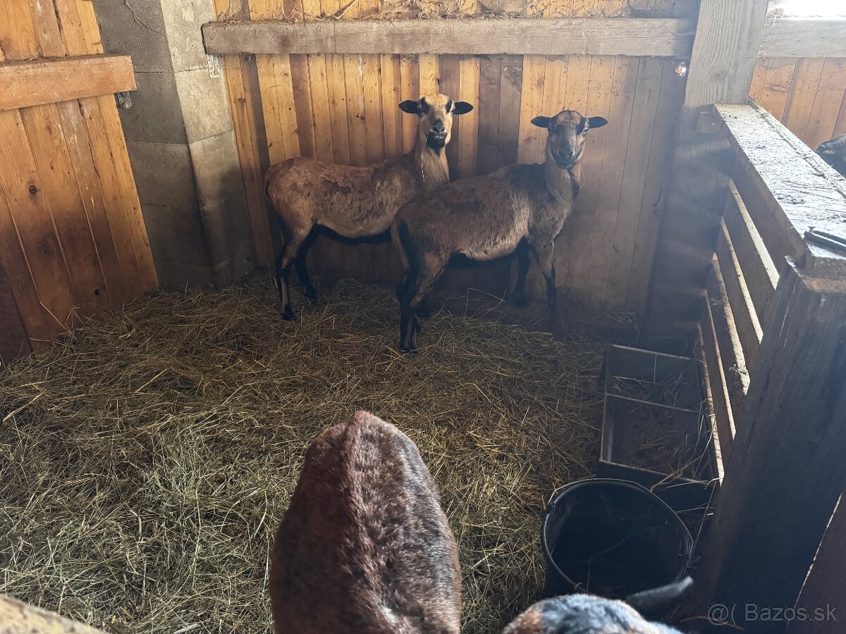 Kamerunské ovce - 4