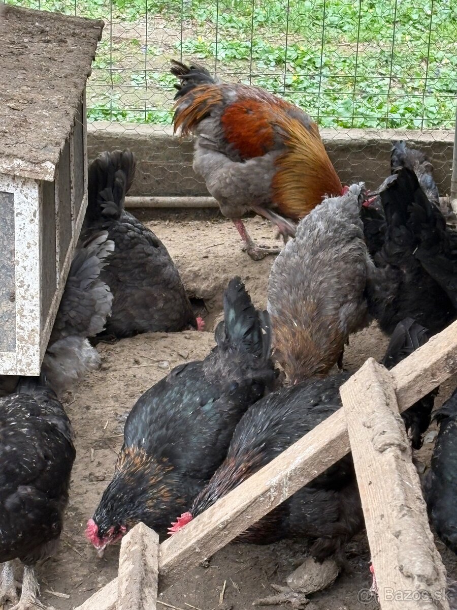 Dark Shell, Leghorn biely - 4