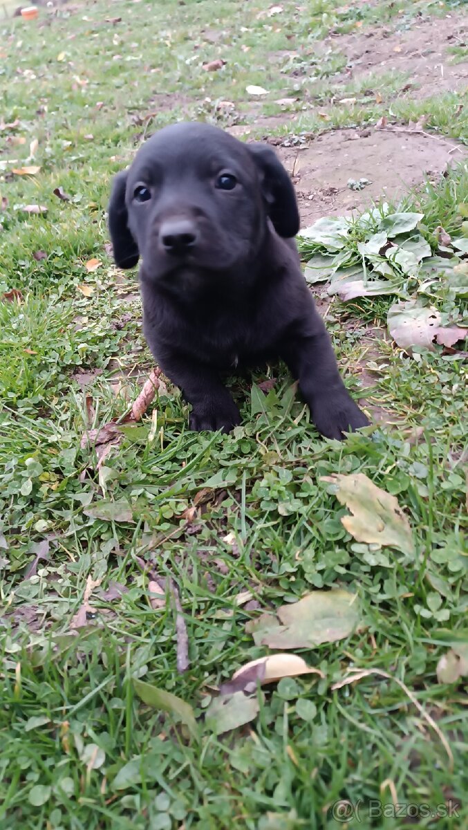 Darujem Šteniatka - 4