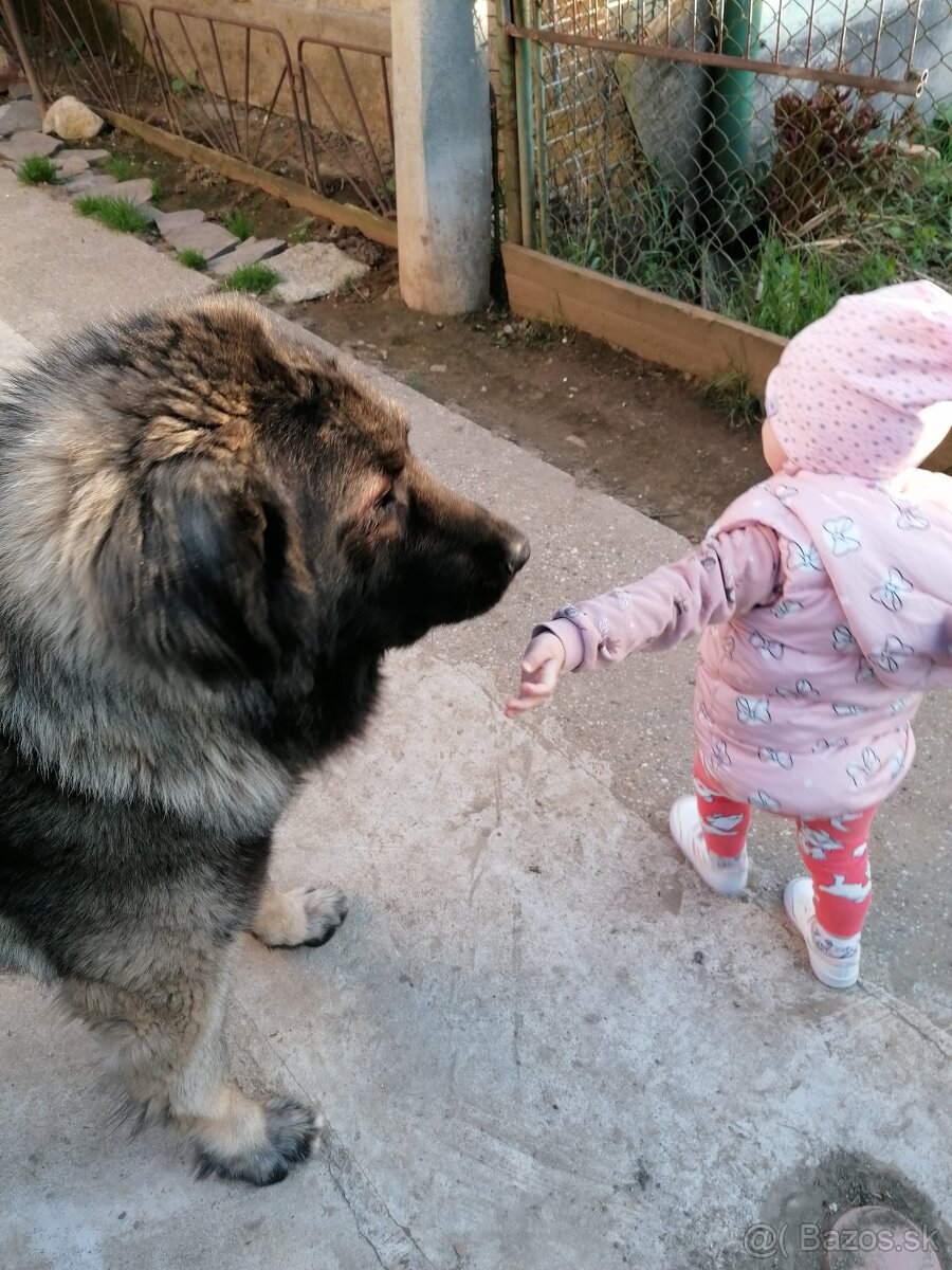 Kaukazský ovčiak - krytie - 4