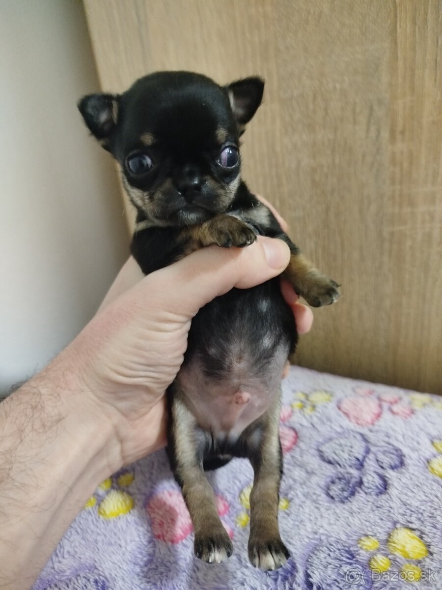Čivava mini psík krátkosrsty - 4