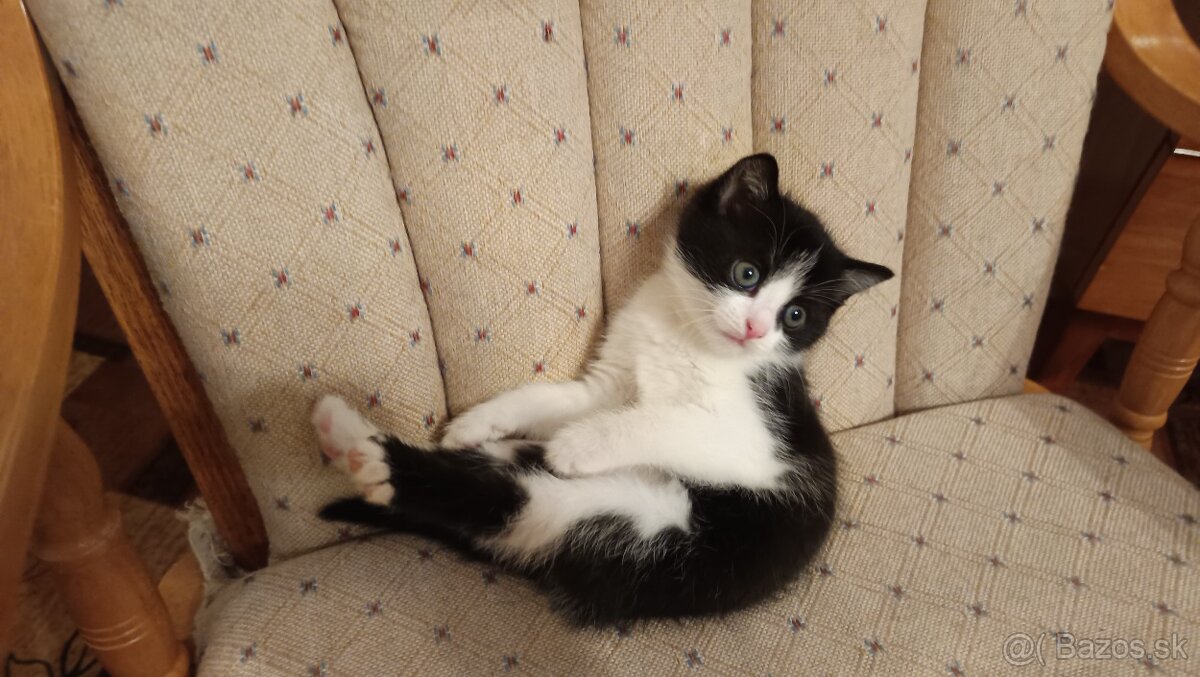 malá mačička - 4